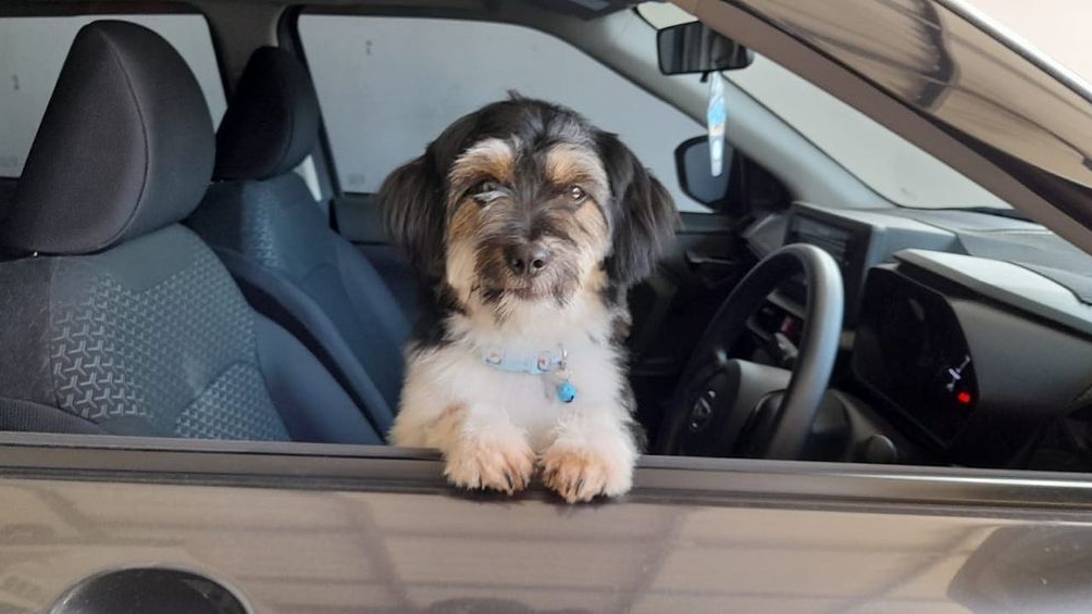 Waspada, Perilaku Lucu Anjing Berikut Ini Justru Pertanda Masalah Kesehatan