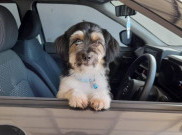 Waspada, Perilaku Lucu Anjing Berikut Ini Justru Pertanda Masalah Kesehatan