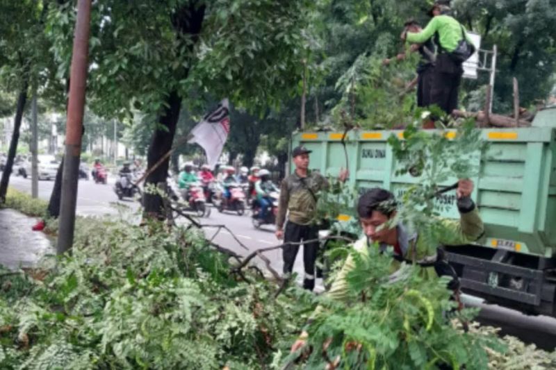 Rawan Tumbang, 10 Ribu Lebih Pohon di Jakarta Pusat Dipangkas