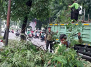 Rawan Tumbang, 10 Ribu Lebih Pohon di Jakarta Pusat Dipangkas