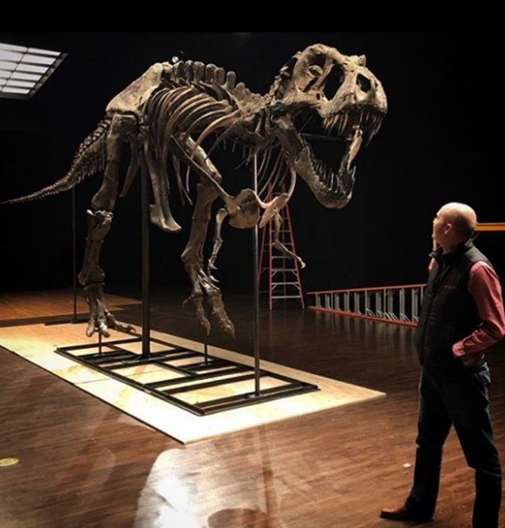 Kerangka T-Rex Dilelang Seharga Rp89 Hingga Rp118 Miliar, Berminat?