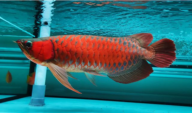 ikan