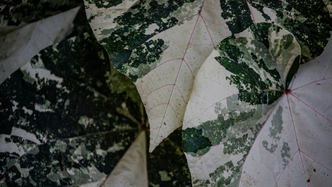 Mengapa Daun Berwarna Hijau? Ini Jawaban Lengkapnya