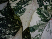 Mengapa Daun Berwarna Hijau? Ini Jawaban Lengkapnya
