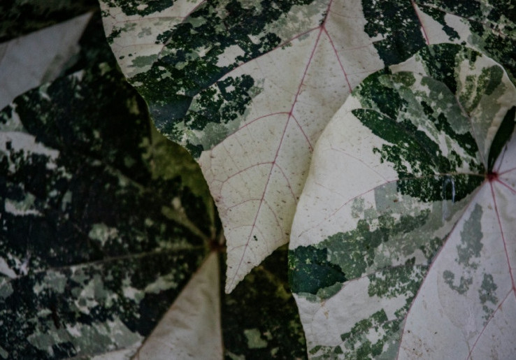 Mengapa Daun Berwarna Hijau? Ini Jawaban Lengkapnya