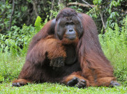 Kebun Binatang Bandung Tunggu Iktikad Baik Pelaku Pemberi Rokok ke Orangutan