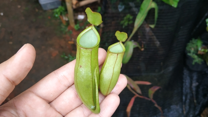 Perhatikan ketinggian tempat tinggal. (Foto: MP/Muchammad Yani)