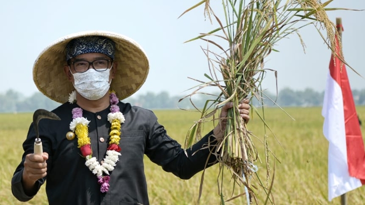 Gubernur Jawa Barat Ridwan Kamil saat Panen Raya dan Rempug Tani Nasional bersama Salim Segaf Al Jufri di Kabupaten Karawang. (Foto: Biro Adpim Jabar)