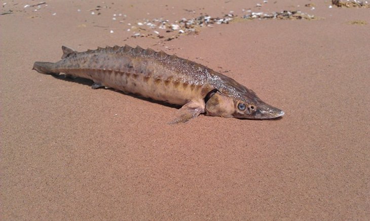 ikan