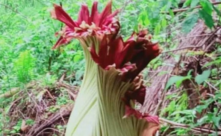    Bunga Bangkai Raksasa Mekar di Kebun Warga Agam