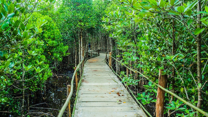 DPRD DKI: Setiap Bulan Kita akan Menanam Mangrove