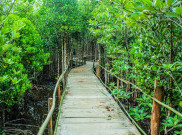 1.000 Mangrove di Pesisir Morodemak untuk Keseimbangan Alam