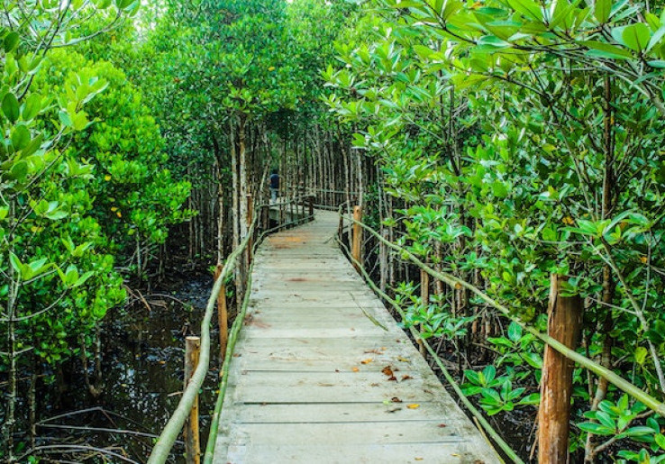 DPRD DKI: Setiap Bulan Kita akan Menanam Mangrove