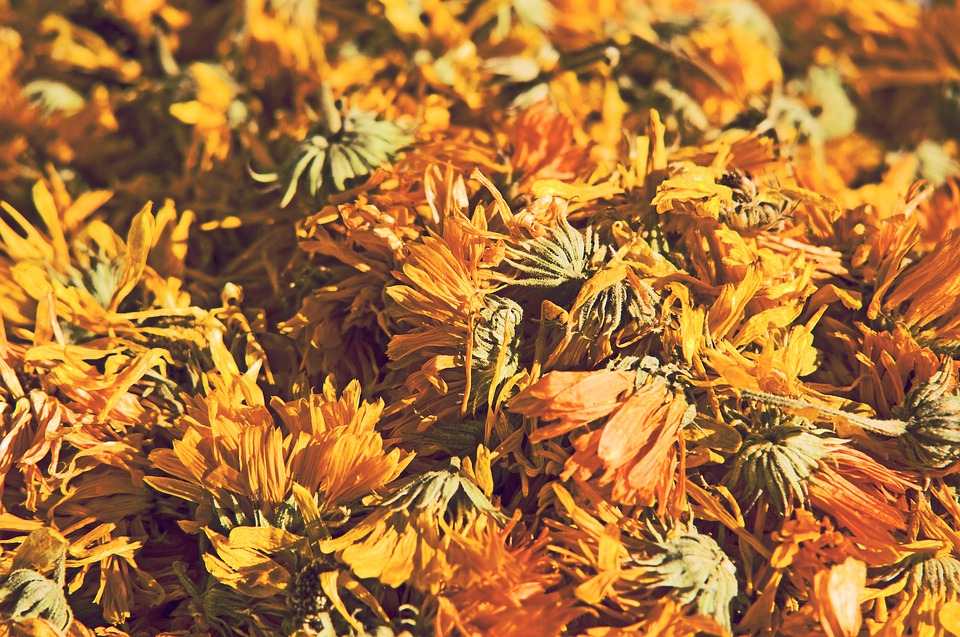 Teh dandelion bisa mempertahankan liver sehat. (Foto: Pixabay/andreas160578)