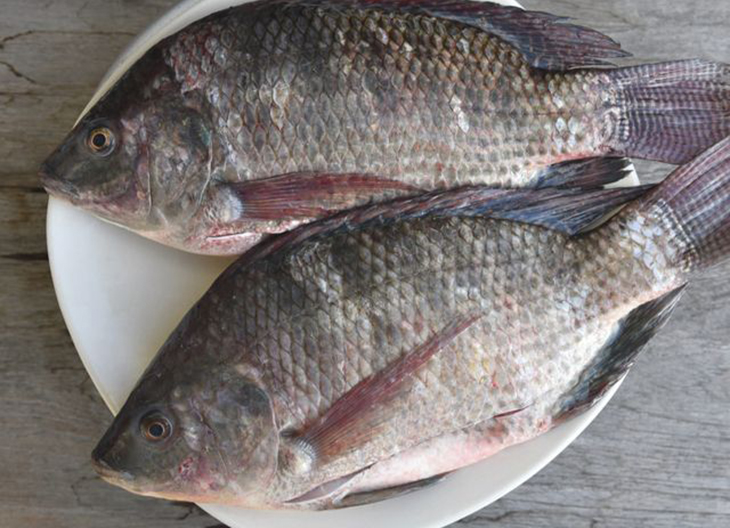 Ikan mujair