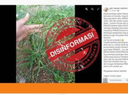 [HOAKS atau FAKTA]: Rumput Paragis Bisa Sembuhkan Penyakit Kanker