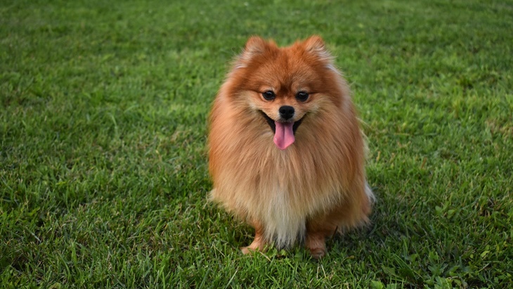  Gemasnya, Anjing Pomeranian Bisa Jadi Teman #DiRumahAja