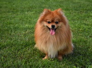  Gemasnya, Anjing Pomeranian Bisa Jadi Teman #DiRumahAja