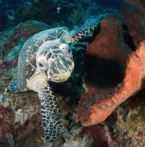 pulau maratua/diving