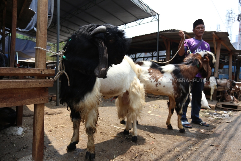 kambing kurban