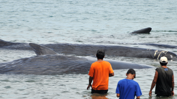 Sekawanan Binatang Berbadan Gede Sepanjang 10 Meter Hebohkan Warga