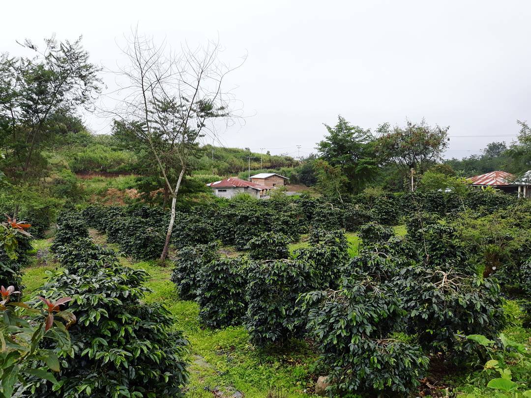 Kopi Gayo menjadi saksi bisu penjajahan Belanda (Instagram/petanikopi_gayo)