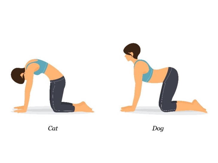 Cat dan Dog Pose (Foto: 123RF/Ruangwit Yumui)