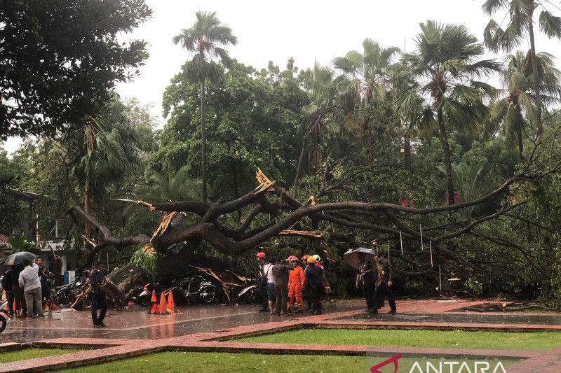 6 Orang Tertimpa Pohon Tumbang di Balai Kota, 5 Korban Luka Berat