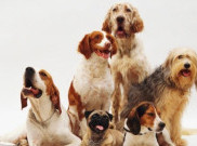 Jenis Anjing Ras ini Punya Rata-Rata Usia Paling Panjang