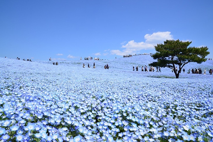 hitachi seaside park