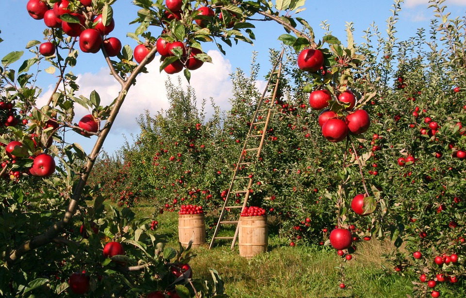 Ada banyak bakteri di dalam apel (Foto: Pixabay/lumix2004)