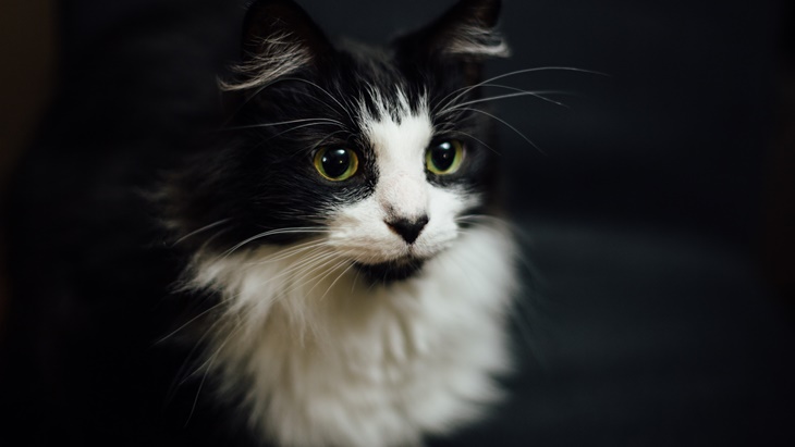 kucing