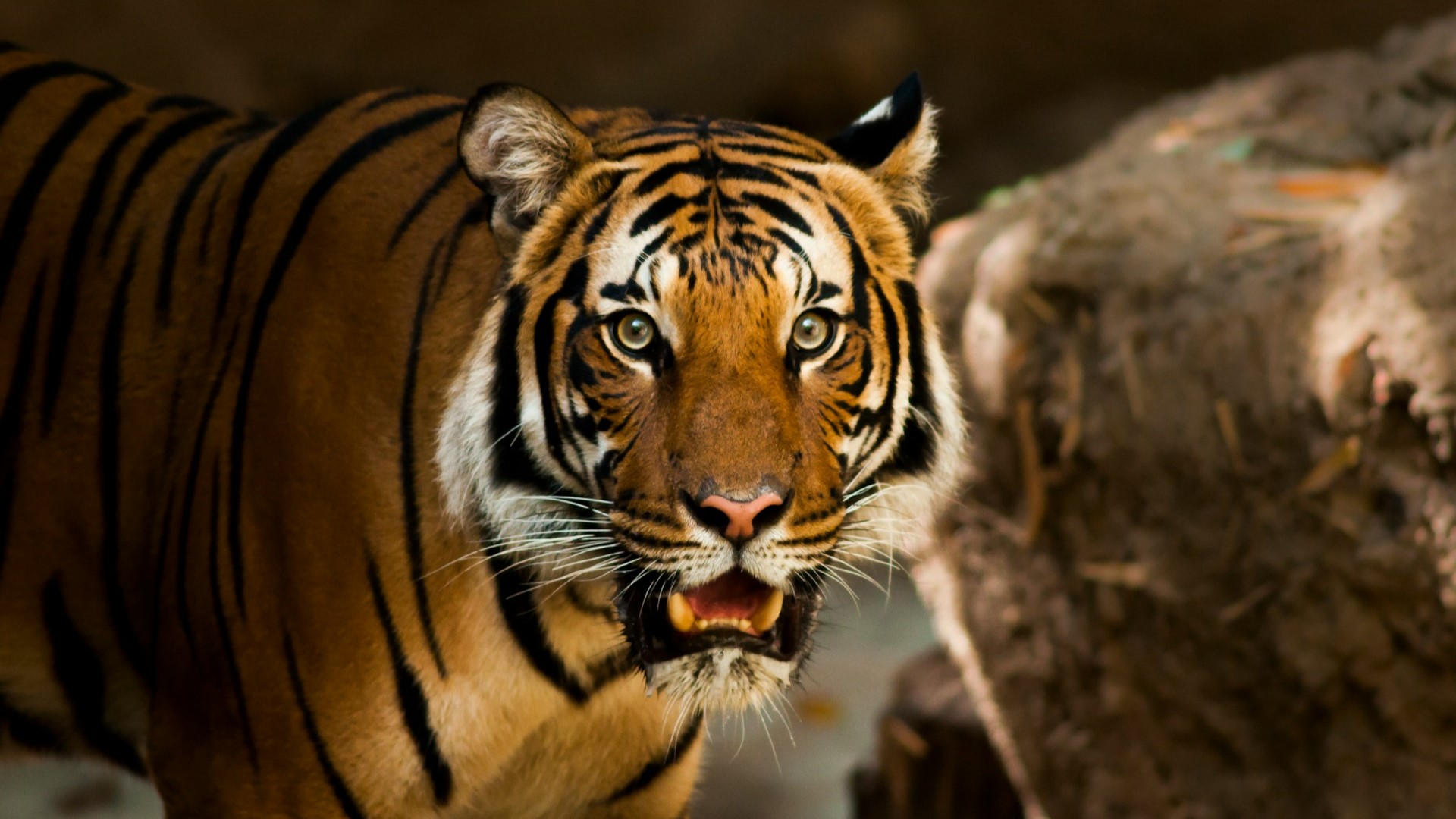 shio macan