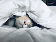 Awas! Hewan Lucu Ini Juga Bisa Berbahaya! 