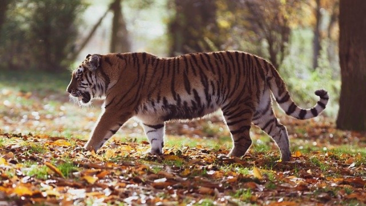Pesona Shio Macan Bikin Mabuk Kepayang