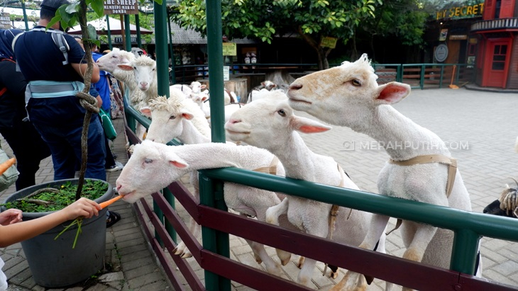 Dekat dengan Hewan di Farm House Lembang Bersama Travel Trip