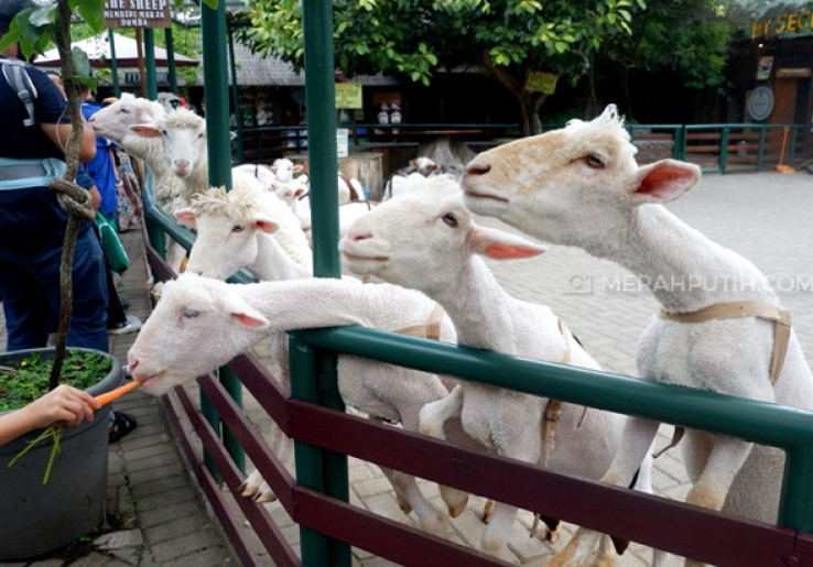 Dekat dengan Hewan di Farm House Lembang Bersama Travel Trip