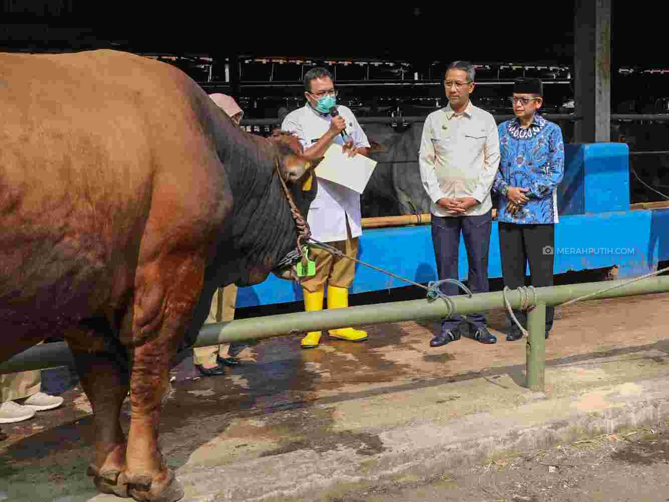 Pemprov DKI Kerahkan 700 Petugas Gabungan Periksa Kesehatan Hewan Kurban di Jakarta
