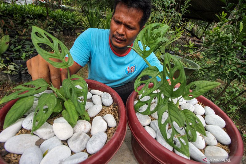 tanaman janda bolong