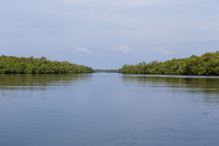Mangrove