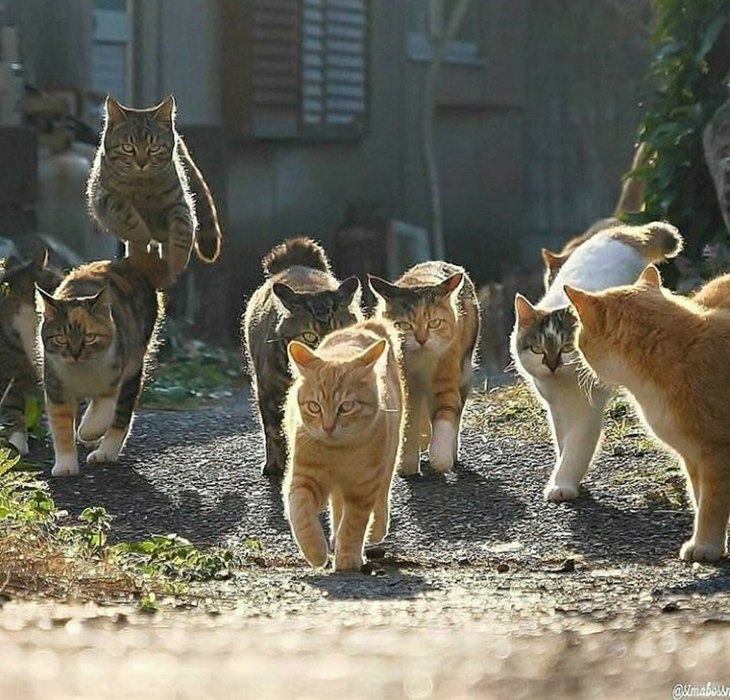 kucing
