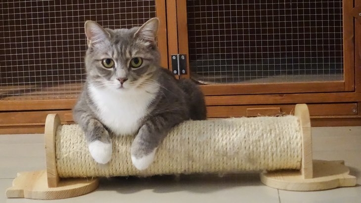 Pria yang Nekat Memakan Kucing Bakal Serahkan Diri ke Polisi