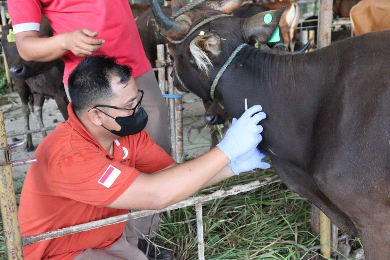 Pemprov Jabar Suntik Vaksin Cacar Pada Sapi Kurban