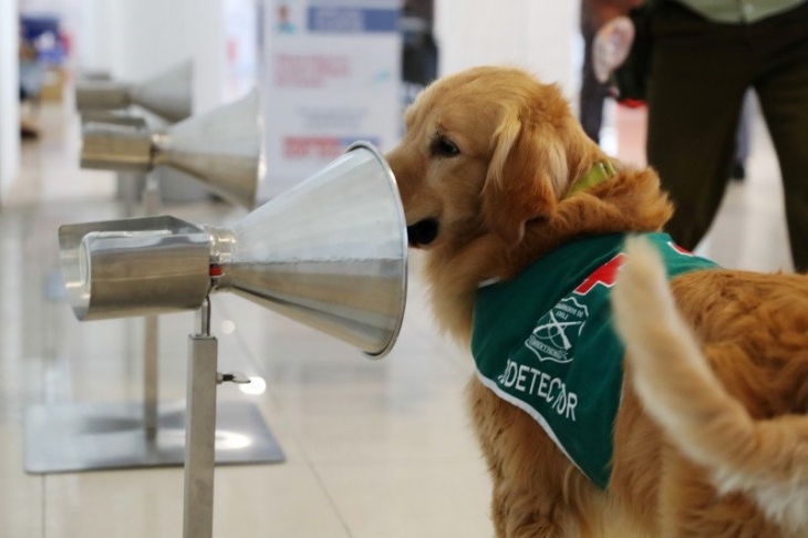 Anjing pelacak dilatih untuk mendeteksi virus corona (COVID-19) di bandara Santiago, Chili, 21 Desember 2020 (Foto: REUTERS/IVAN ALVARADO)	