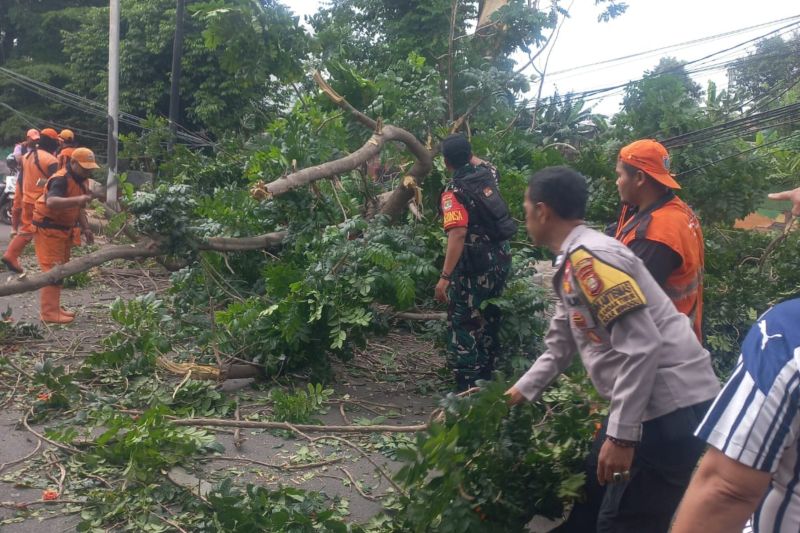 Saat Hujan Gerimis, Pohon Tumbang Timpa Mobil di Jalan TB Simatupang