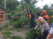 Saat Hujan Gerimis, Pohon Tumbang Timpa Mobil di Jalan TB Simatupang