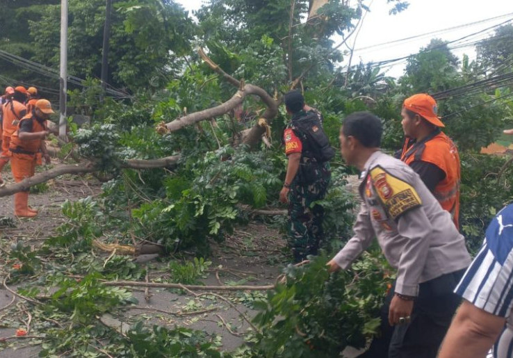 Saat Hujan Gerimis, Pohon Tumbang Timpa Mobil di Jalan TB Simatupang