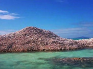 Astaga! Sebuah Pulau Diselimuti Jutaan Cangkang Kerang, Fenomena Apa Ini?