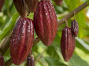 Flavanol, Kandungan dalam Kakao yang Kabarnya Meningkatkan Daya Ingat