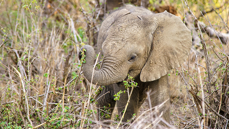 Cara Gajah Jaga Bumi
